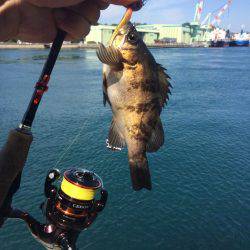 来島・小島で惨敗、、、