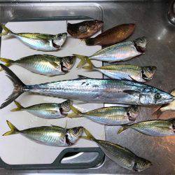 筏釣りでアジ・サゴシ