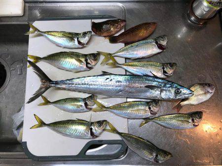 筏釣りでアジ・サゴシ