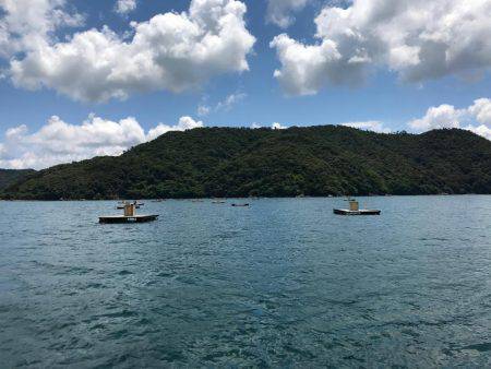 小浜の筏でアジ。ハマチ痛恨のバラシ