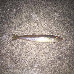 淡路島キス釣り＋いつもの…