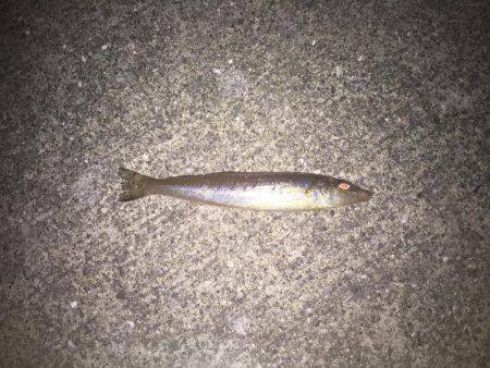 淡路島キス釣り＋いつもの…