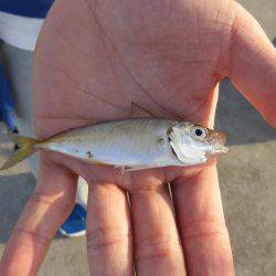 噂の勝浦港は小物ばかり・・・