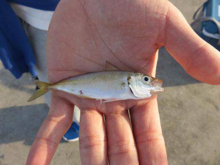 噂の勝浦港は小物ばかり・・・