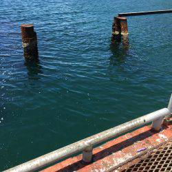 通った甲斐がありました、春イカ