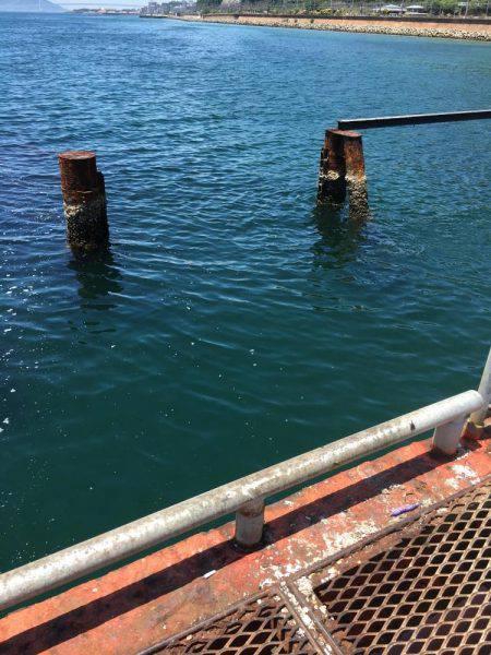 通った甲斐がありました、春イカ