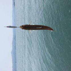 小浜の筏でショアジギ