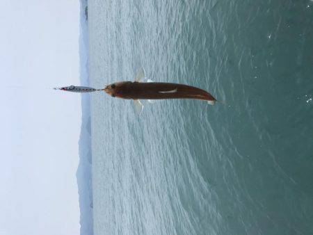 小浜の筏でショアジギ