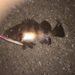 シーバス狙いのはずが