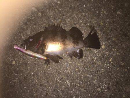 シーバス狙いのはずが