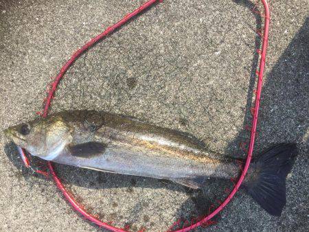 またまたシーバス狙いが