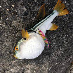 ライトショアジギング