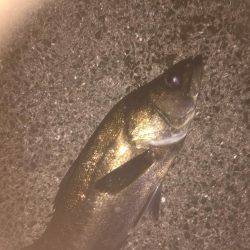 またまた仕事前に朝練シーバス