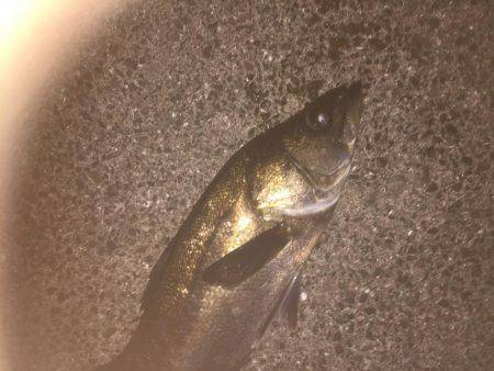 またまた仕事前に朝練シーバス