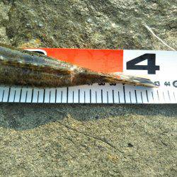 那賀川河口でマゴチ