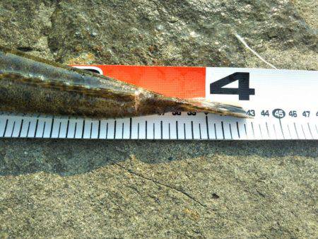 那賀川河口でマゴチ