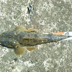 阿南市の大野突堤でマゴチ