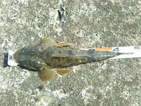 阿南市の大野突堤でマゴチ