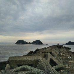 阿南市の辰巳でマゴチ