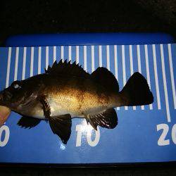 穴釣りのちメバリング