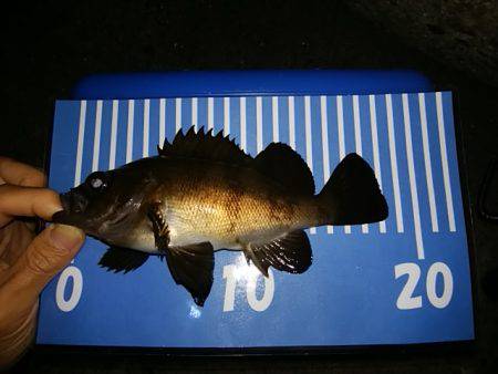 穴釣りのちメバリング