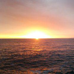 久しぶりの青物