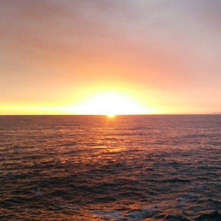 久しぶりの青物