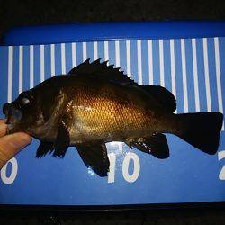 穴釣りのちメバリング