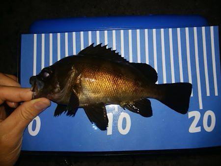 穴釣りのちメバリング