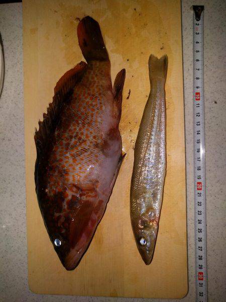 真夜中からの釣行