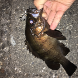 メバルプラッキング遠征