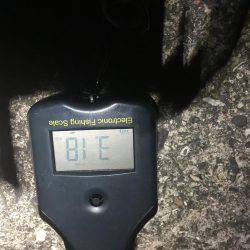 強風で夜まで我慢の釣り