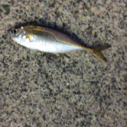 アジング&ジギング