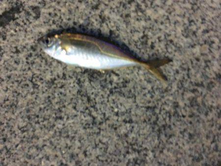 アジング&ジギング