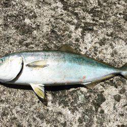 シャクリシャクリ