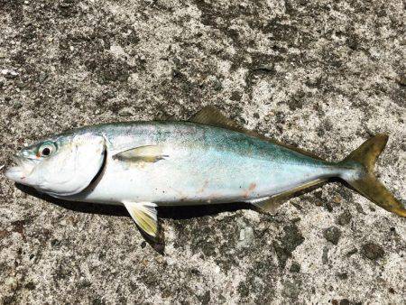 シャクリシャクリ