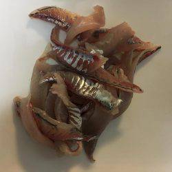 みなとみらいアジング