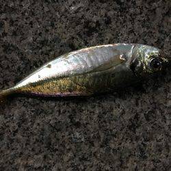 みなとみらい アジング