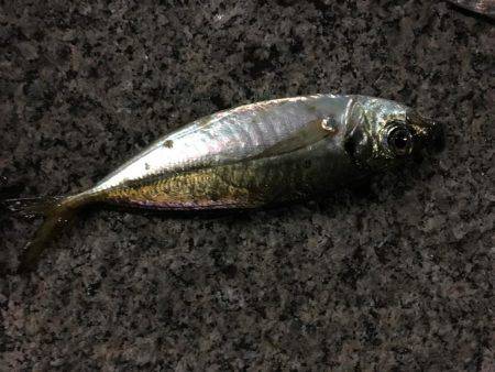 みなとみらい アジング