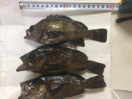 メバリング釣行