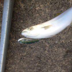 ツバスファイブにシーバスワン