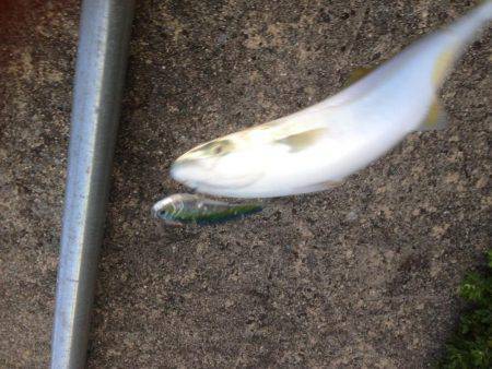 ツバスファイブにシーバスワン