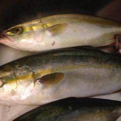 ツバス14午後の部