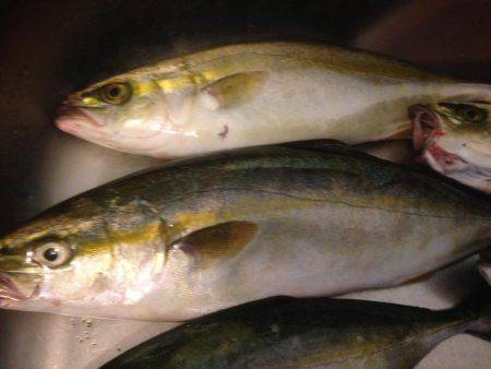 ツバス14午後の部