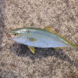 ツバスワンにトビエイ4