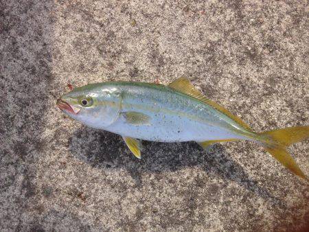 ツバスワンにトビエイ4