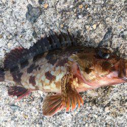 泉州ライトワインド