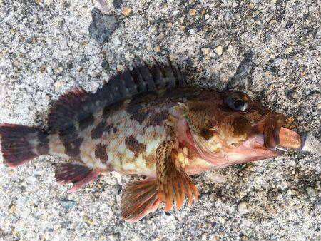 泉州ライトワインド