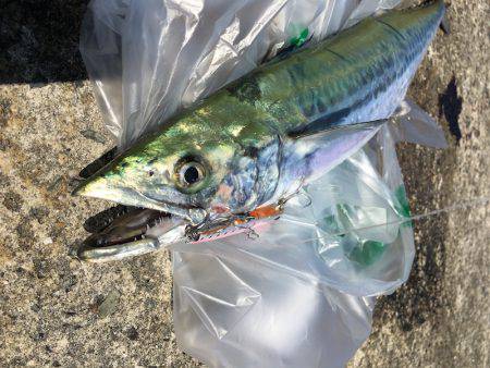 武庫川一文字でシーバス・サゴシ