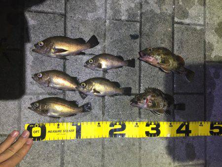 メバル釣れました！